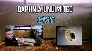 How I Raise Daphnia Water Fleas And You Can Too [upl. by Ffej]