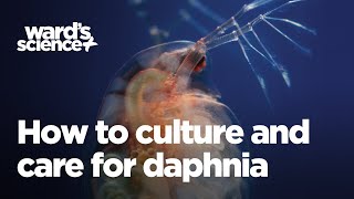 Caring and Culturing for Daphnia [upl. by Theone]