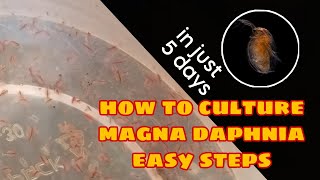 How to Culture Magna Daphnia Easily [upl. by Cleon]