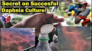 How to Culture Daphnia Successfully [upl. by Branscum]