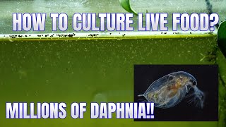 How to Culture Daphnia Secret Method to Breed MILLIONS  Simply Aquatic [upl. by Ahsirkal]