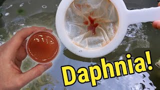 How I Culture Daphnia In Outdoor Tubs [upl. by Melborn121]