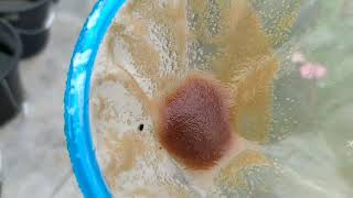 How to culture daphnia moina in a small container Part 1 English Subtitle [upl. by Ahsikit730]