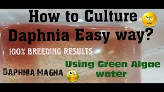 Daphnia MagnaHow to Culture Daphnia Easy wayCulturing Daphnia using Green water Daphnia [upl. by Wing]