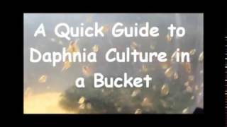 How to culture daphnia outside [upl. by Fee905]