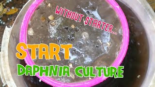 How to culture daphnia moina the easy way 1  Starting the Daphnia culture [upl. by Euridice]