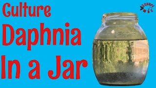 How to Culture Daphnia in a Jar [upl. by Artied]