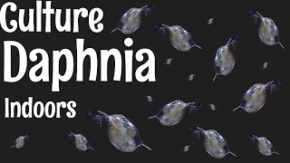 How to Culture Daphnia [upl. by Orella665]