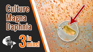 How to culture DAPHNIA MAGNA  The easy way [upl. by Bay412]