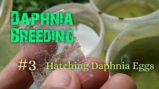 Daphnia Culture made simple and easy 3  Hatching Daphnia eggs [upl. by Nodnol]