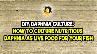 DIY Daphnia Culture How to Culture Nutritious Daphnia as Live Food for Your Fish [upl. by Lavella129]