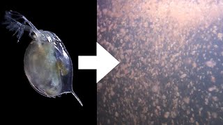 How I Culture Daphnia [upl. by Ilrebmik]