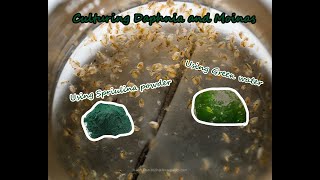 How To Culture Daphnia and Moinas using Green Water Spirulina powder [upl. by Aynas]