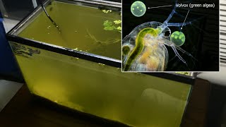 Raising Daphnia for the Freshwater Aquarium [upl. by Badger]