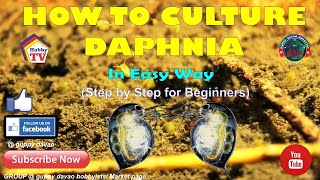 HOW TO CULTURE DAPHNIA In Easy Way [upl. by Virginia]